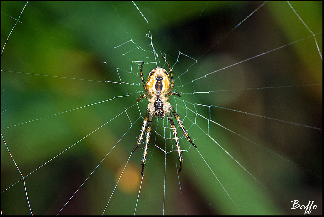 Metellina sp.